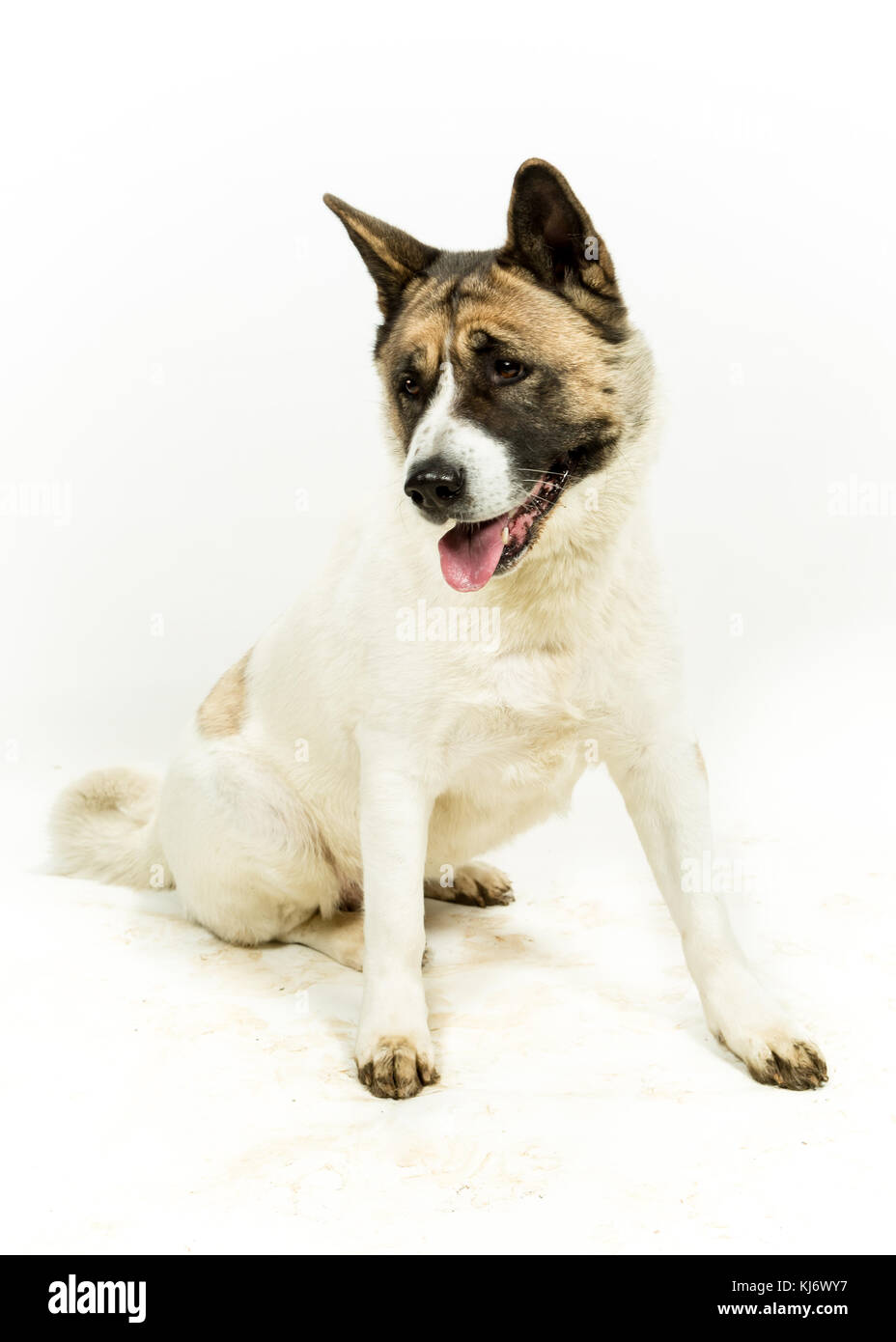 American Akita auf weißem Hintergrund Stockfoto