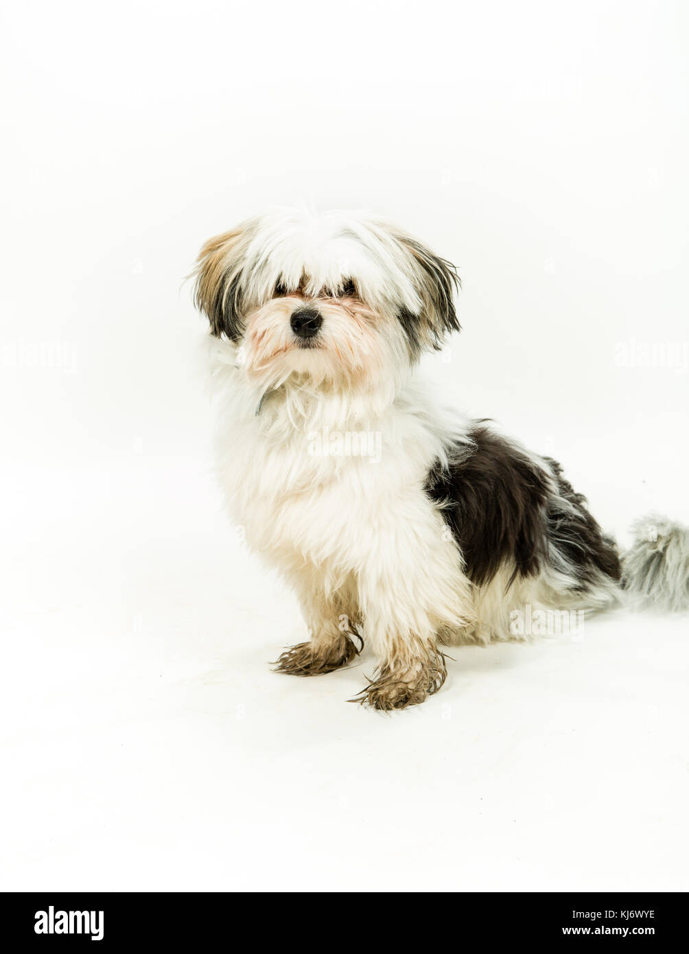 Maltesische enrage Hund auf weißem Hintergrund Stockfoto