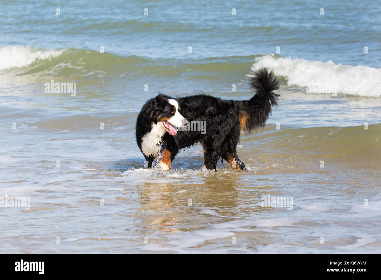 Berner Sennenhund stehend im Meer mit Wellen und die Brandung Stockfoto