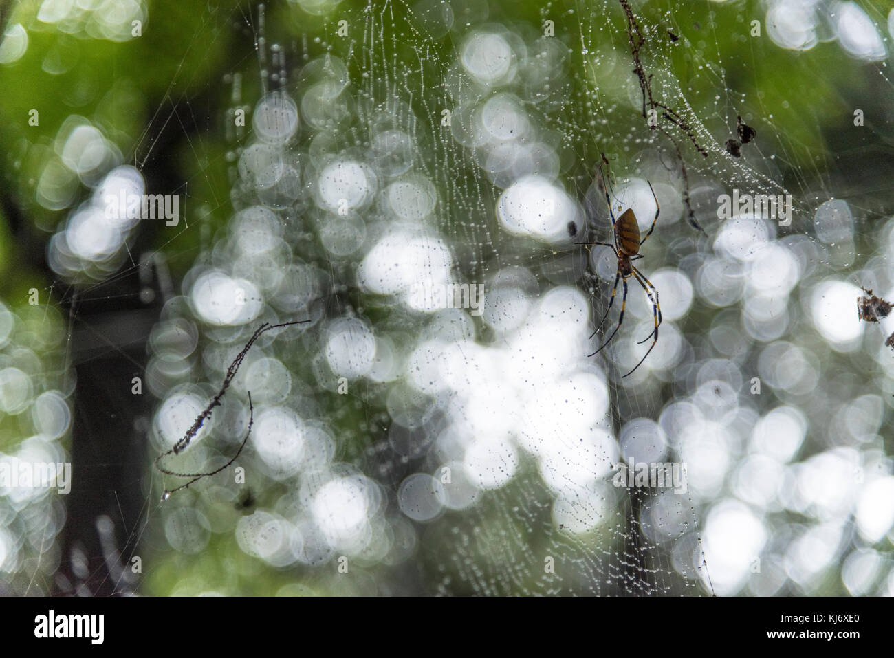 Riesige Spinne mit Spinnennetz mit bokeh Hintergrund Stockfoto