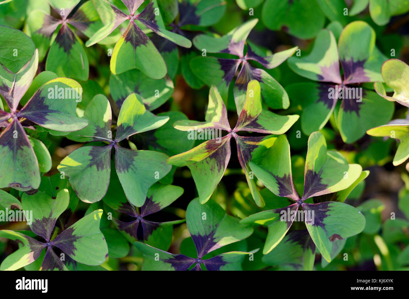 Oxalis tetraphylla, Deppei. Falsche vierblättrigen Klee, Happy CLover. Ansicht von oben Abstrakte natürlichen Hintergrund. Stockfoto