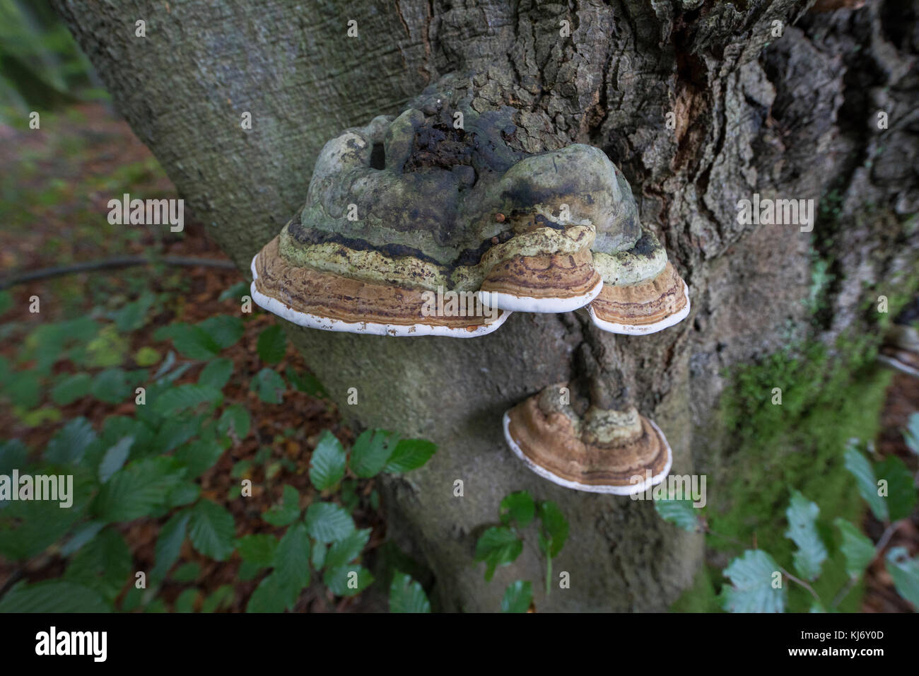 Echter Zunderschwamm, zunderschwamm Fomes fomentarius, baumpilz, Pilz, Zunder, Huf Pilz, Zunder conk, Zunder polypore, Eis Mann Pilz, falsche tind Stockfoto