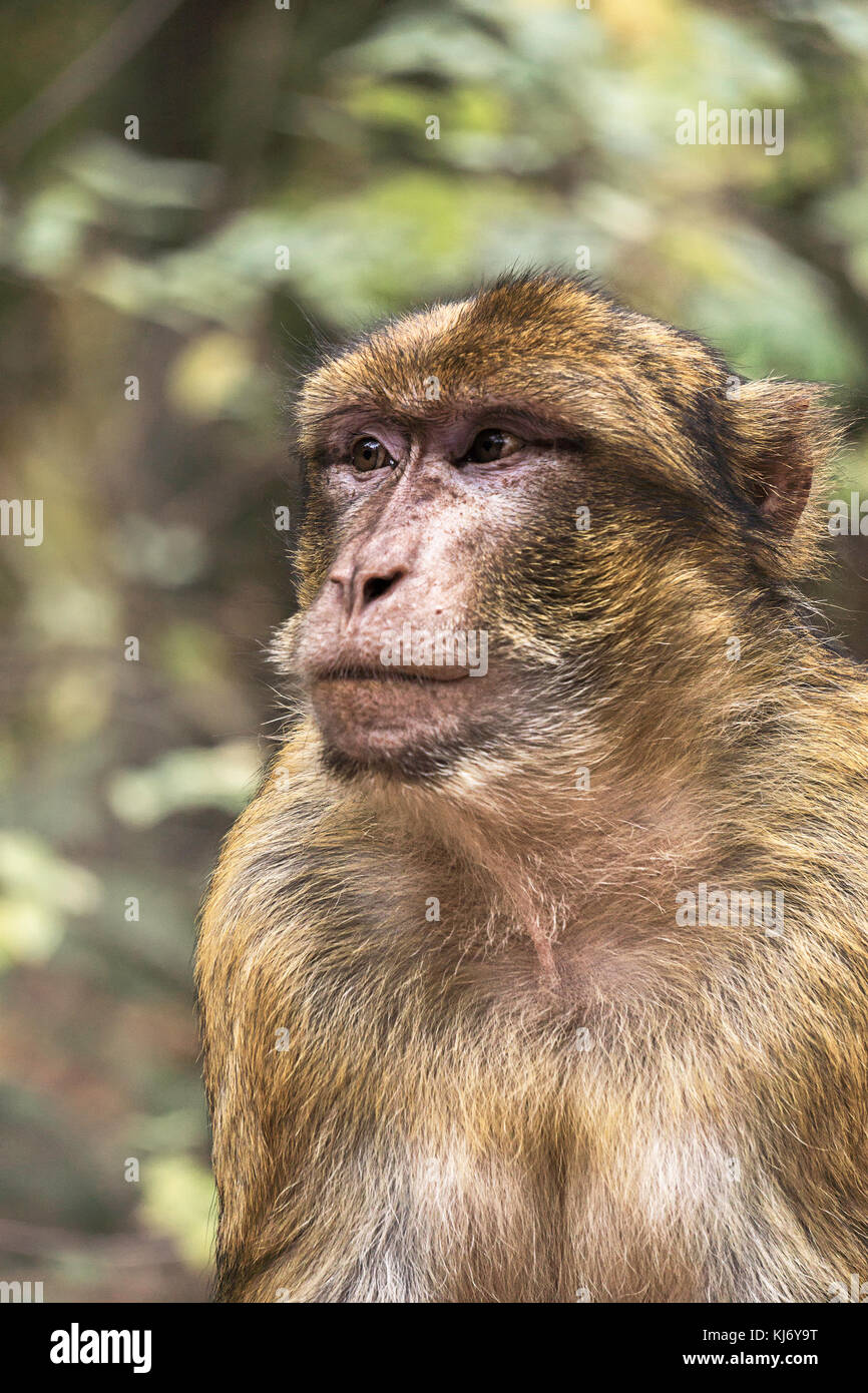 Porträt einer Barbary ape, Macaca Sylvanus, auf einem verschwommenen Hintergrund, Frankreich. Stockfoto
