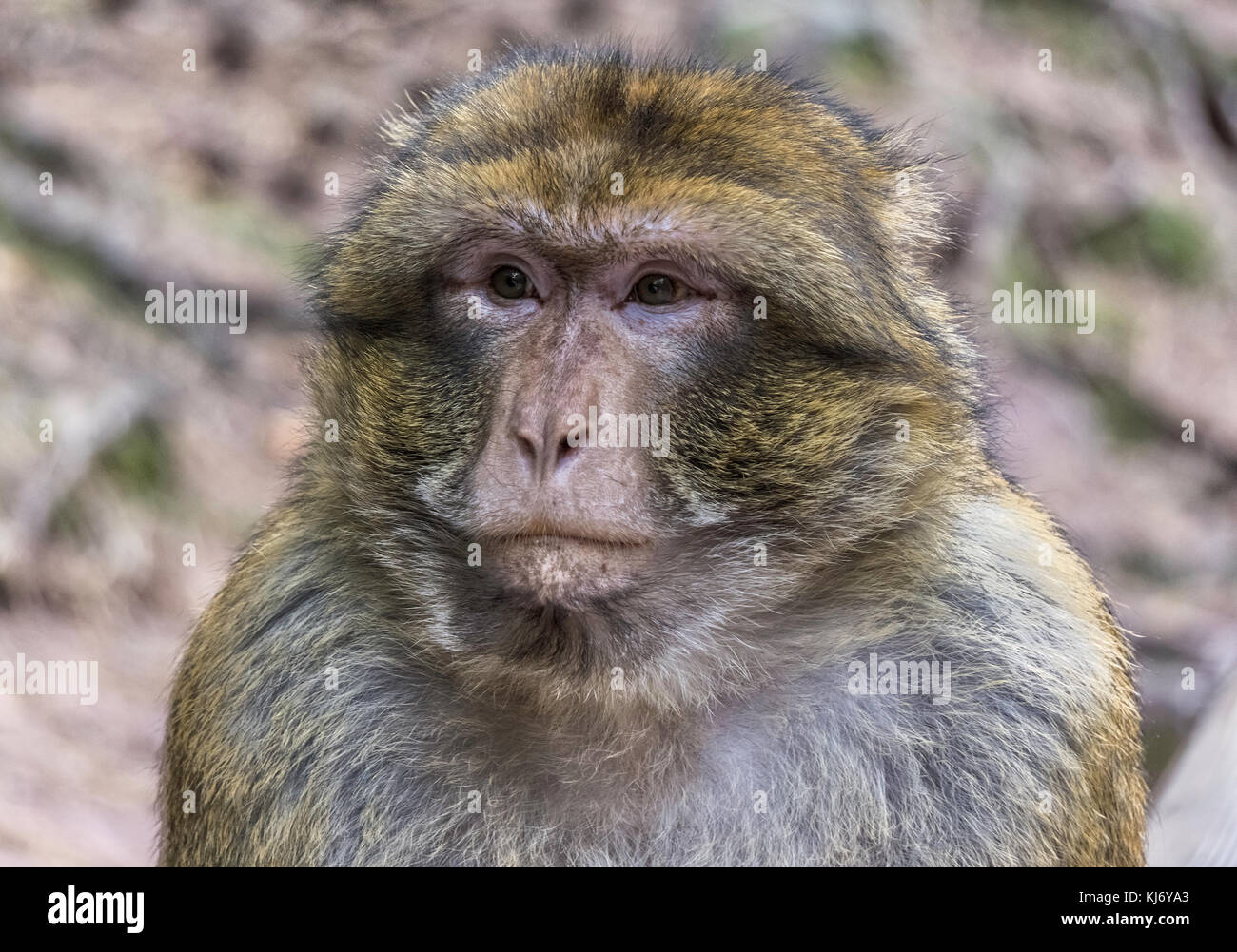 Nahaufnahme Porträt einer barbary Ape, Macaca sylvanus, Frankreich. Stockfoto