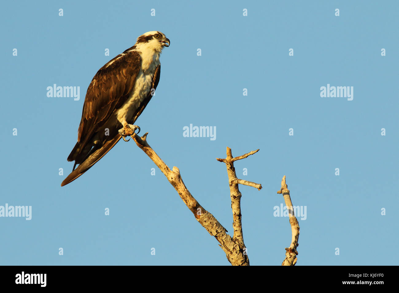 Eine Osprey Aufruf auf einem Baumstumpf in die Everglades von Florida. Stockfoto