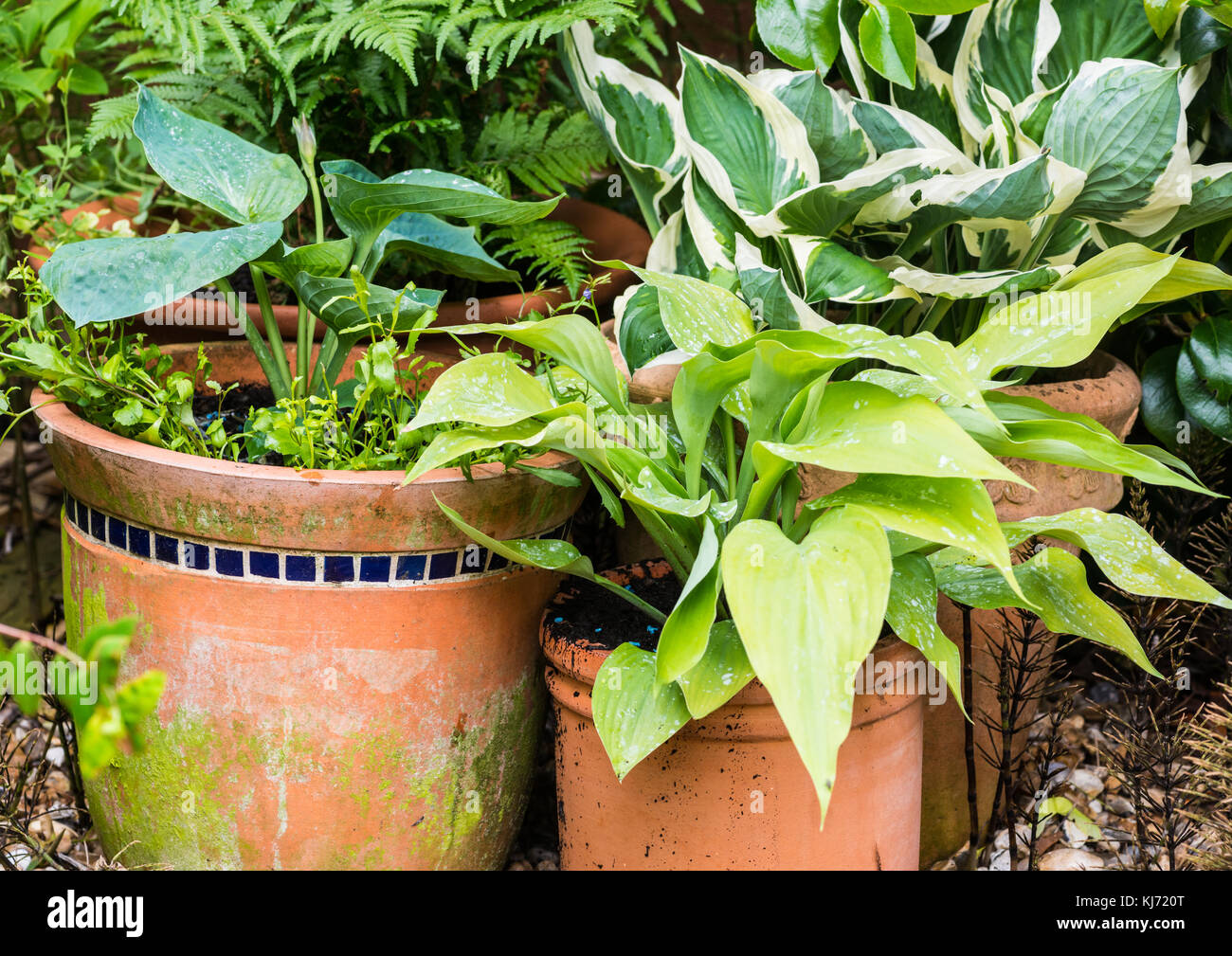 Ein Schuss von einigen Hosta Pflanzen in Terrakottatöpfen. Stockfoto