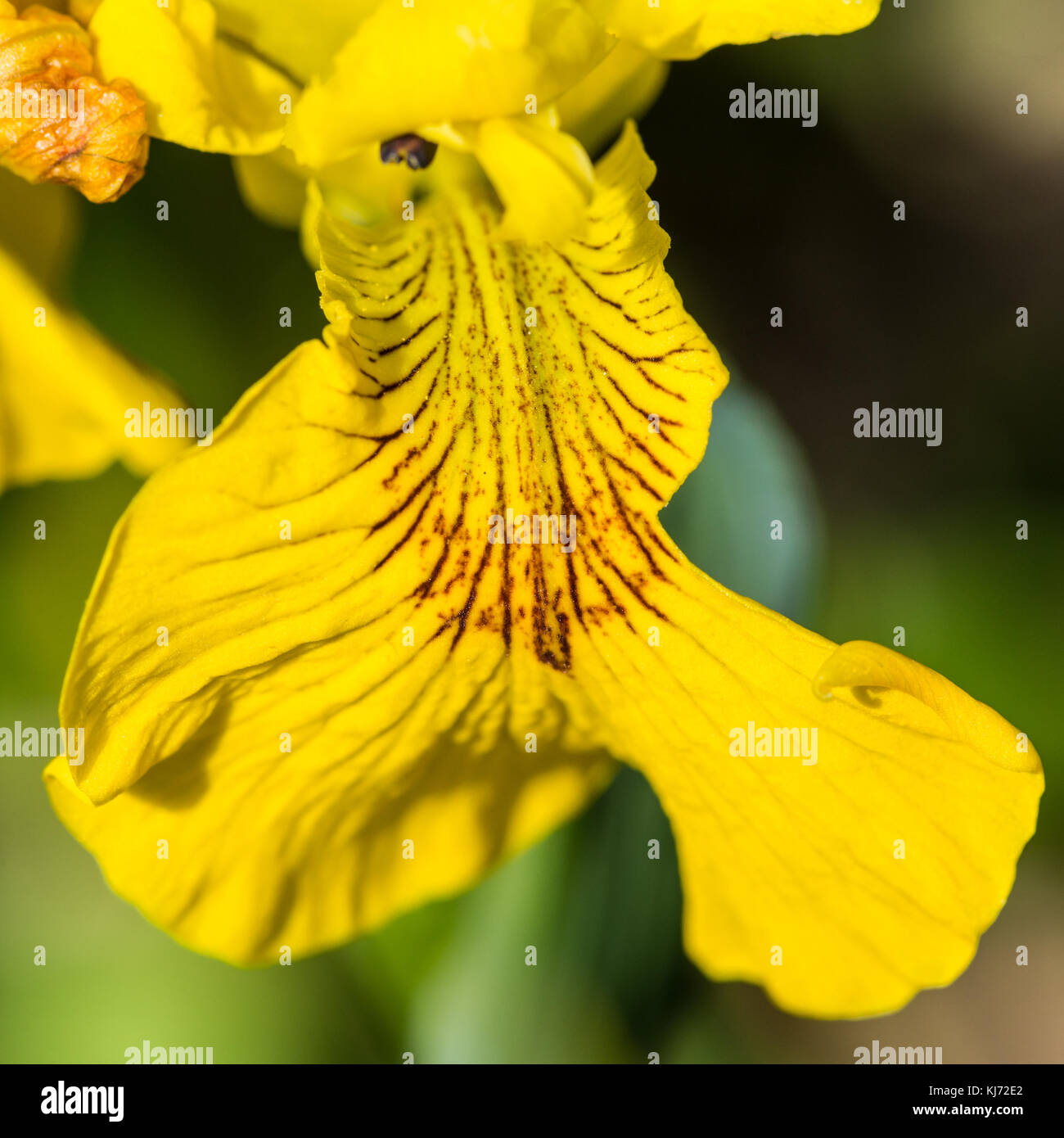 Eine Makroaufnahme der Muster auf die gelbe Blüte einer Flagge Iris. Stockfoto