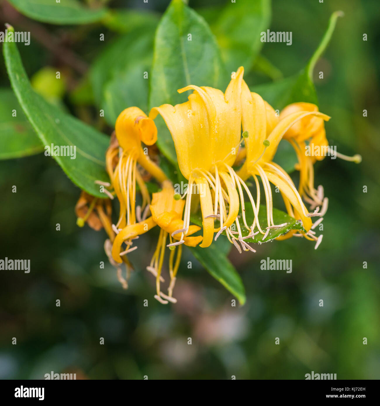 Ein Makro geschossen von einige gelbe Geißblatt Blüten. Stockfoto