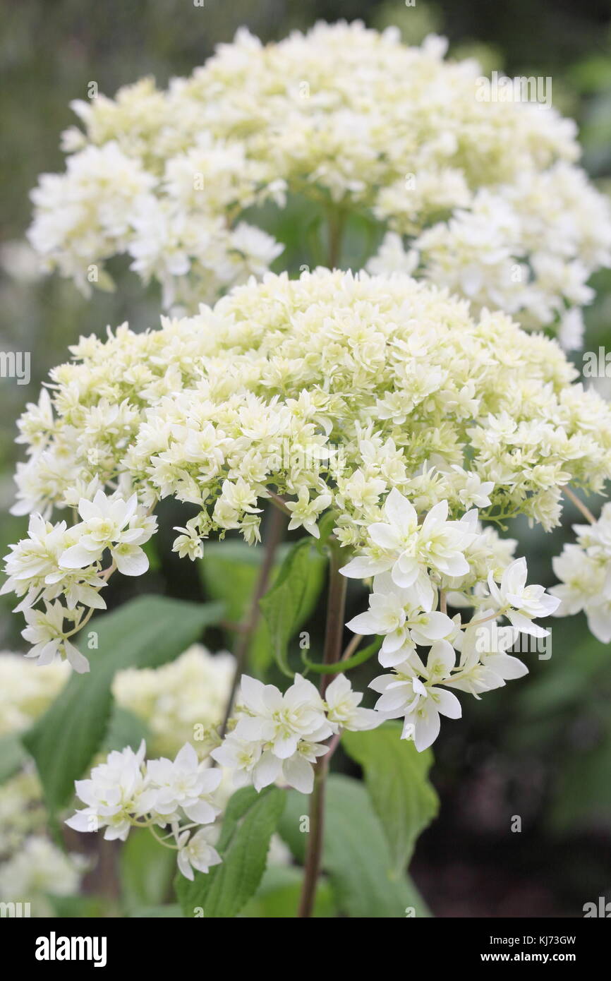 Hydrangea arborescens 'Hayes Starburst' in voller Blüte an einem hellen Sommertag (August), UK Stockfoto