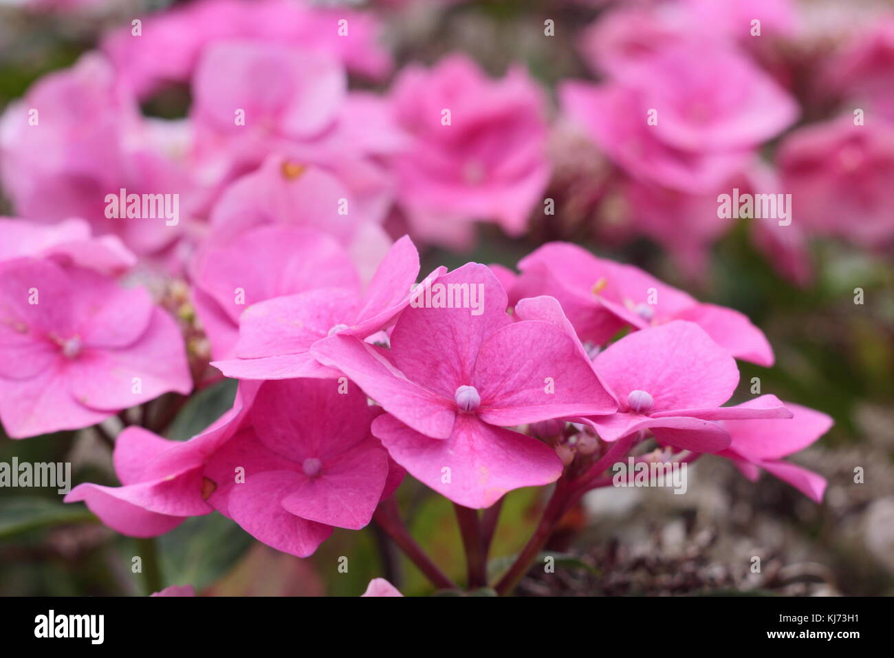 Hydrangea Macrophylla 'Fasan", einem hellen Rosa lacecap Hortensie, in voller Blüte in einem Garten Grenze im Sommer (August) Großbritannien Stockfoto