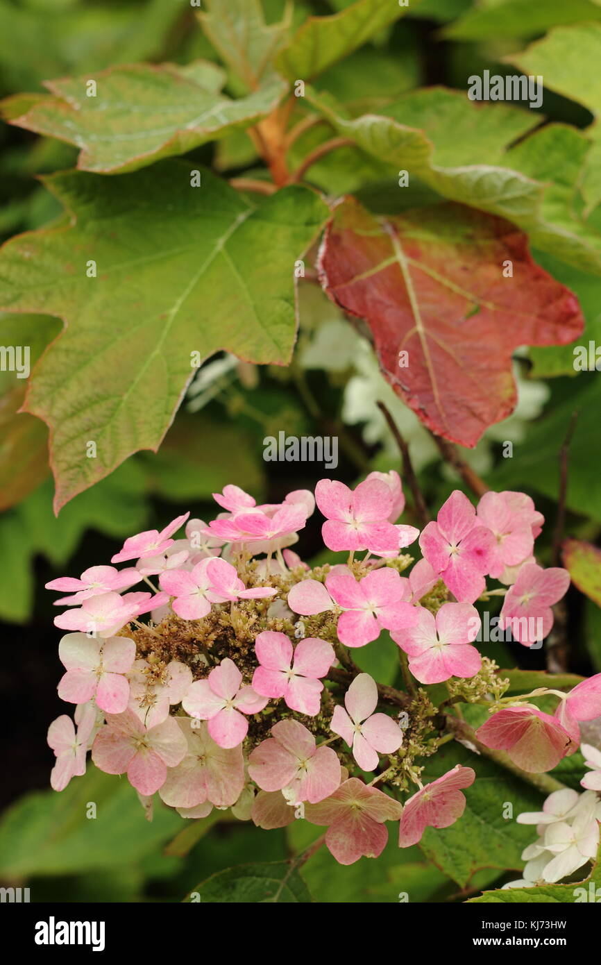Hydrangea quercifolia 'Alice', eine Oak leaved Hortensie anzeigen Reifen rosa Blüten und dem Beginn der herbstlichen Laub Farben in einem Englischen Garten Stockfoto