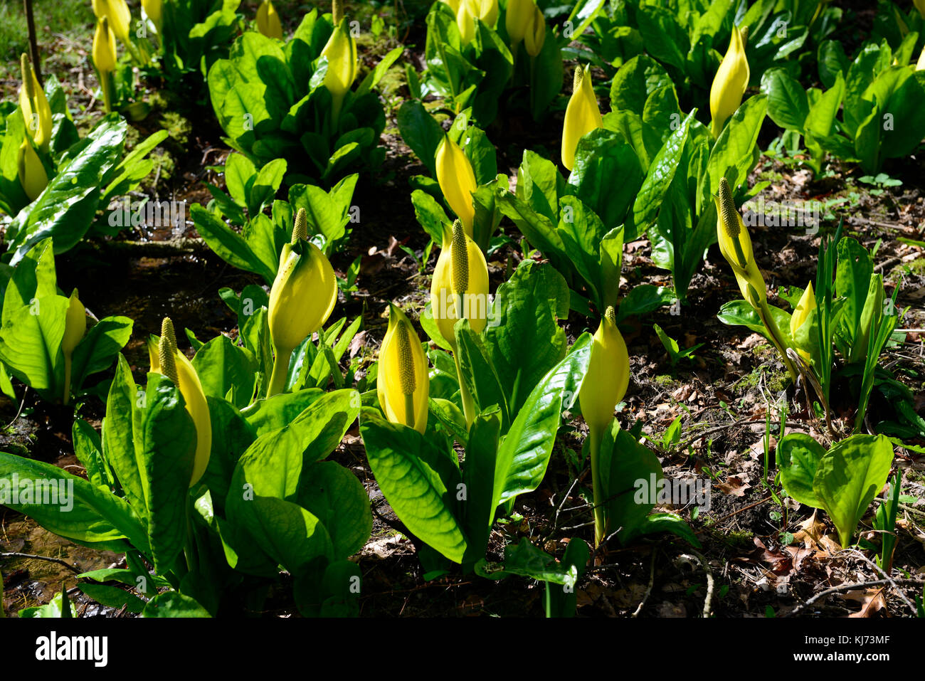 Lysichiton americanus, Gelb, Skunk cabbage, Blumen, blühen, blühen, blühen, Frühling, Stauden, Sumpf, Wasser, Gewässer, Pflanzen, invasive, Garten, Stockfoto