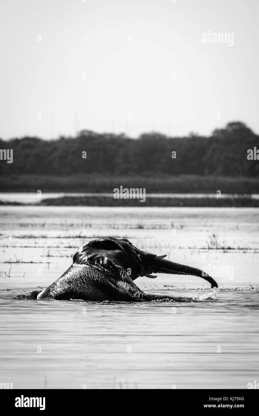 Elefanten im chobe Fluss Stockfoto