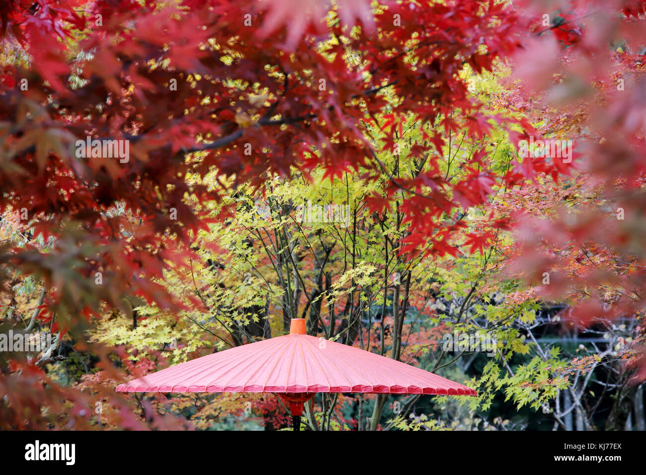Japanisch, traditionelles, rot, Schirm, Herbst, Blätter, Herbst, Sonnenschirm Stockfoto