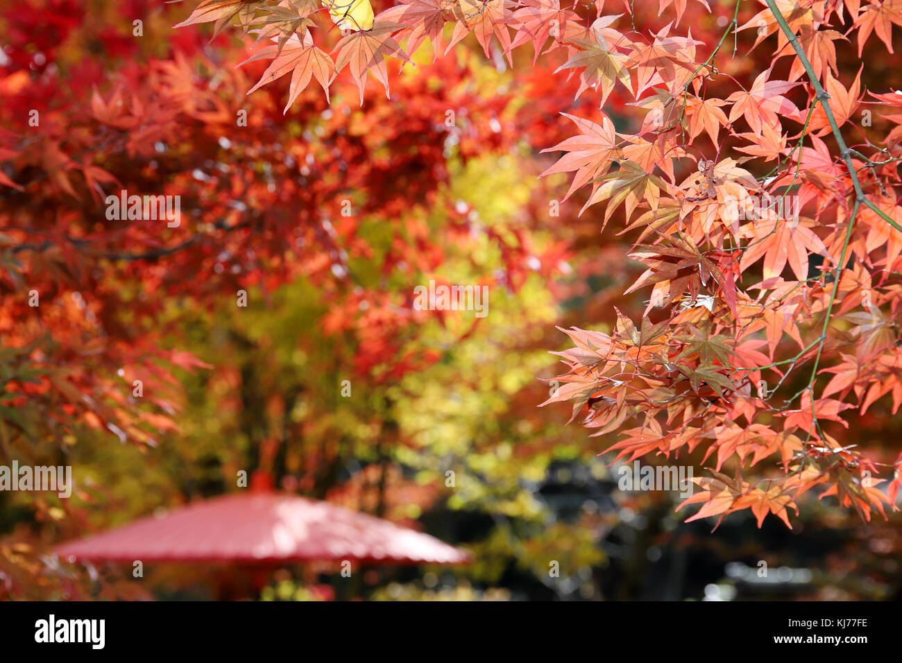 Japanischer Ahorn Baum mit traditionellen roten Regenschirm Stockfoto