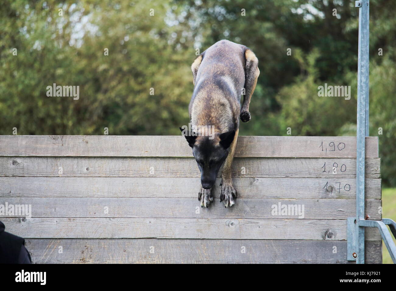 Ein malinois Belgischer Schäferhund springt einem hohen Zaun für einen Hund Wettbewerb