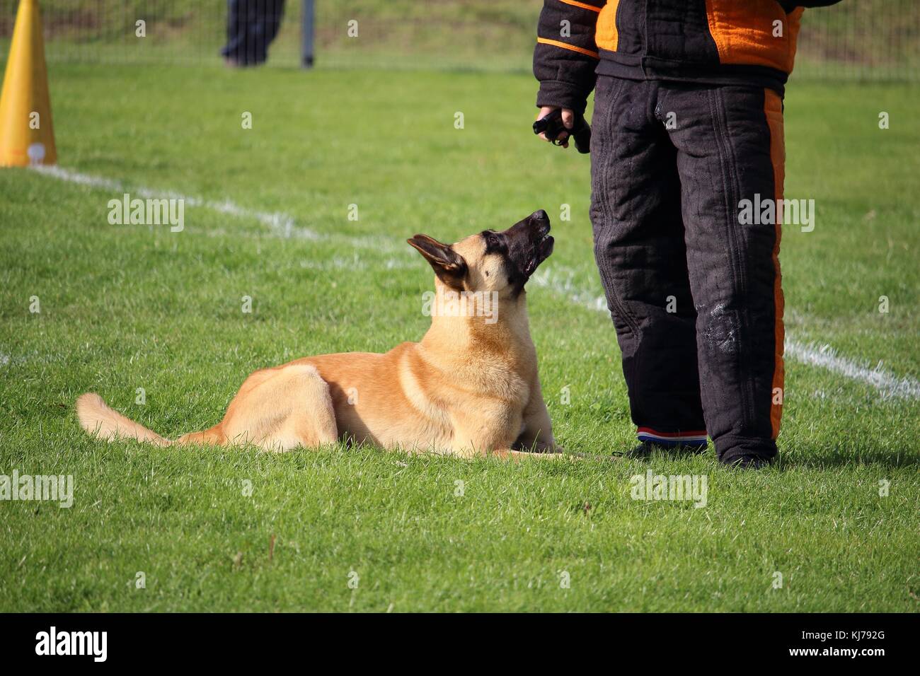 Der malinois Belgischer Schäferhund Uhren der Mann im Anzug und Angriffe, wenn er bewegt sich Stockfoto