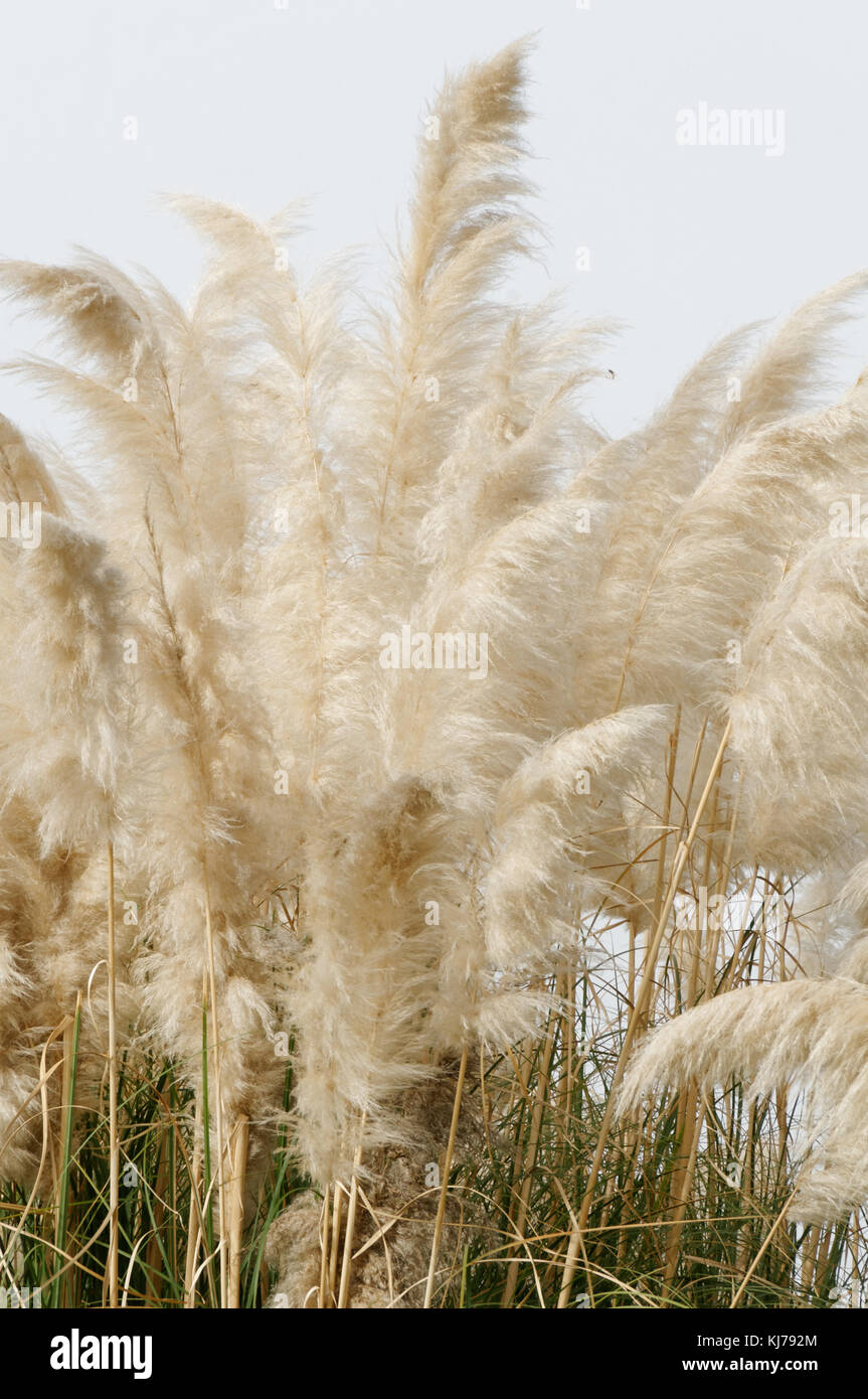 Pampagras Pampasgrass Gräser Cortaderia Stockfoto