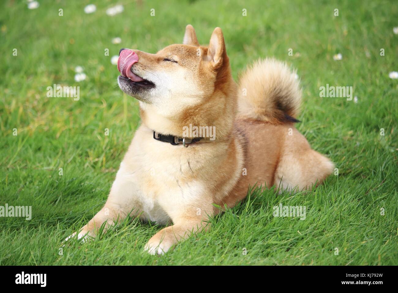 Der Hund shiba liegt im Gras und schaut nach oben und drückt seine Zunge Stockfoto