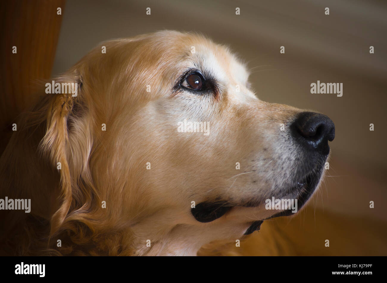 Ausdrucksvolle Blick von einem englischen Golden Retriever Hund in Großbritannien Stockfoto