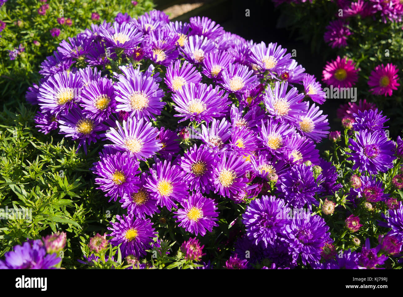 Aster dumosus Blau Lapislazuli Blüte im Herbst in Großbritannien Stockfoto