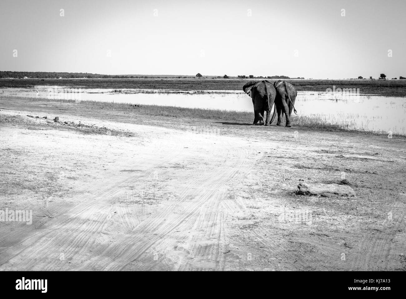 Zwillingsbrüder in chobe Stockfoto