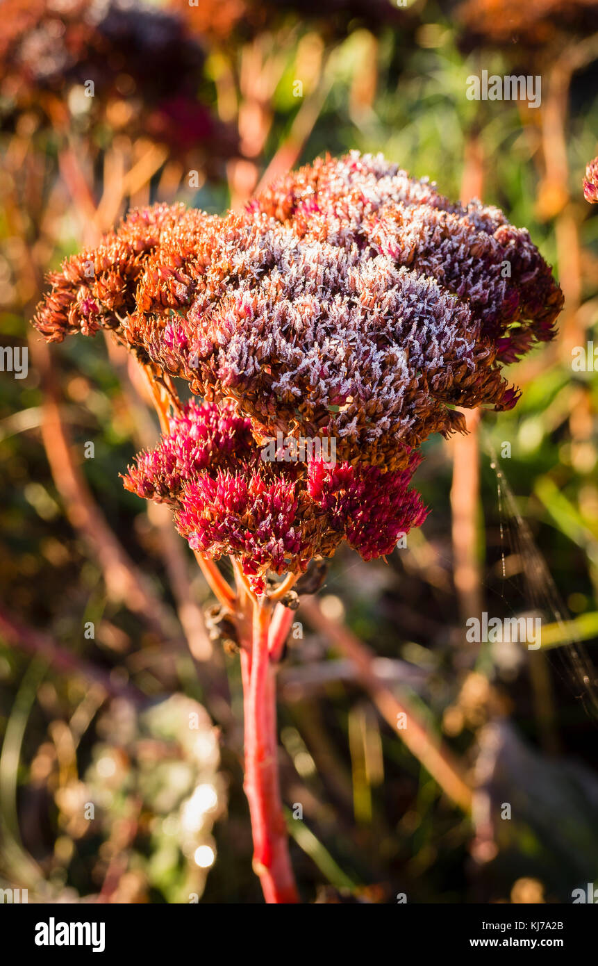 Bunte sedum seedheads mit einer Spur von frost Abdeckung im frühen Winter Stockfoto