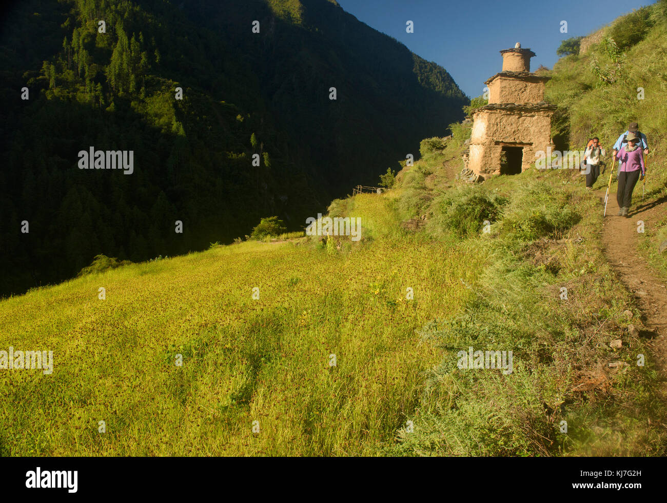 Trekking Vergangenheit schillernden Hirse Felder in der Fernbedienung tsum Valley, Gorkha Bezirks, Nepal Stockfoto