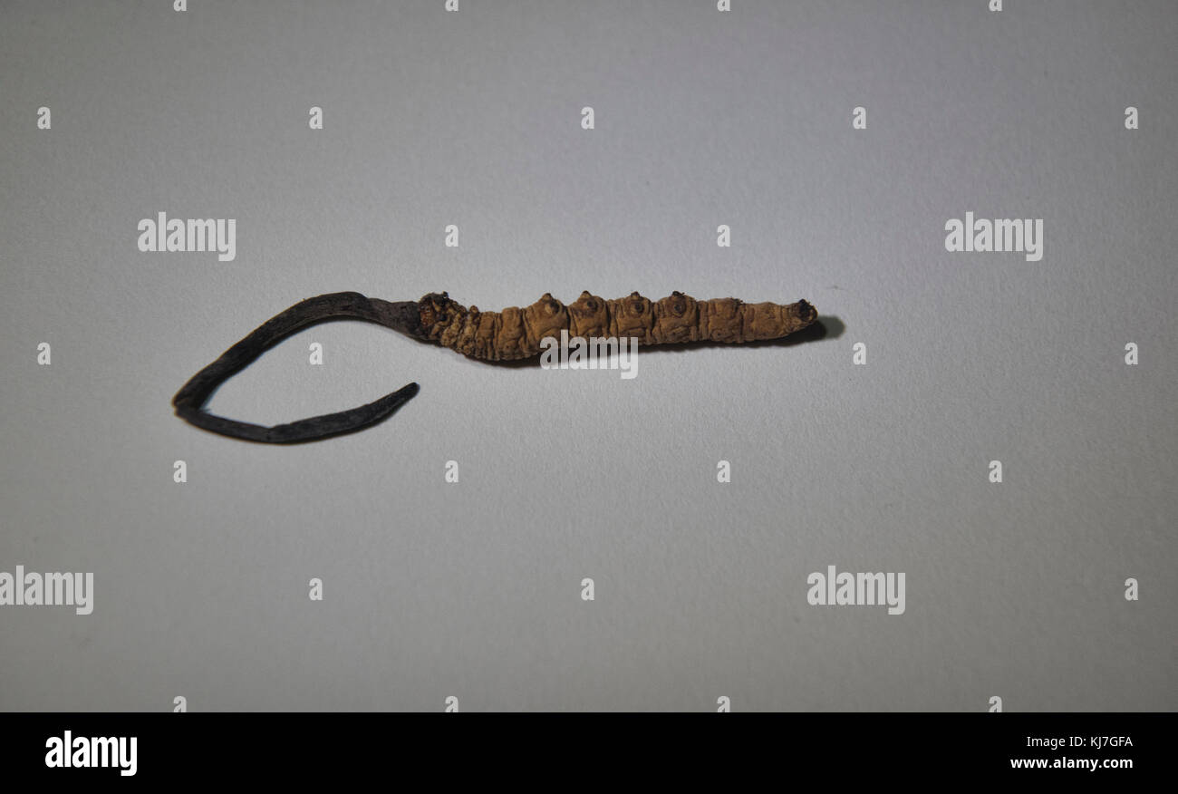 Cordyceps sinensis Fotos und Bildmaterial in hoher Auflösung Alamy