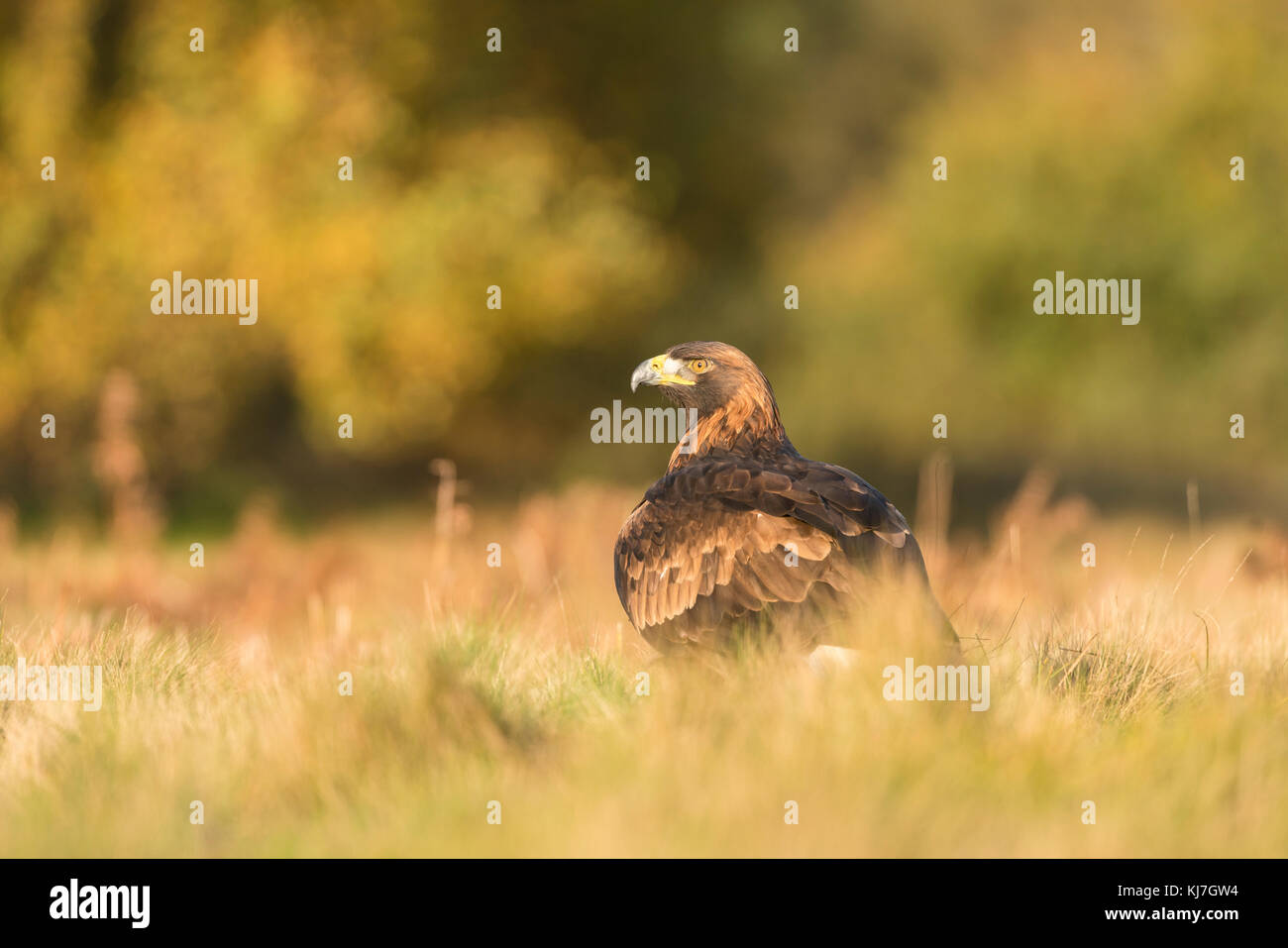 Golden Eagle, Aquila chrysaetosin niedrig, spät herbstlichen Licht, Nahaufnahme, Detail von Kopf und Hals Stockfoto