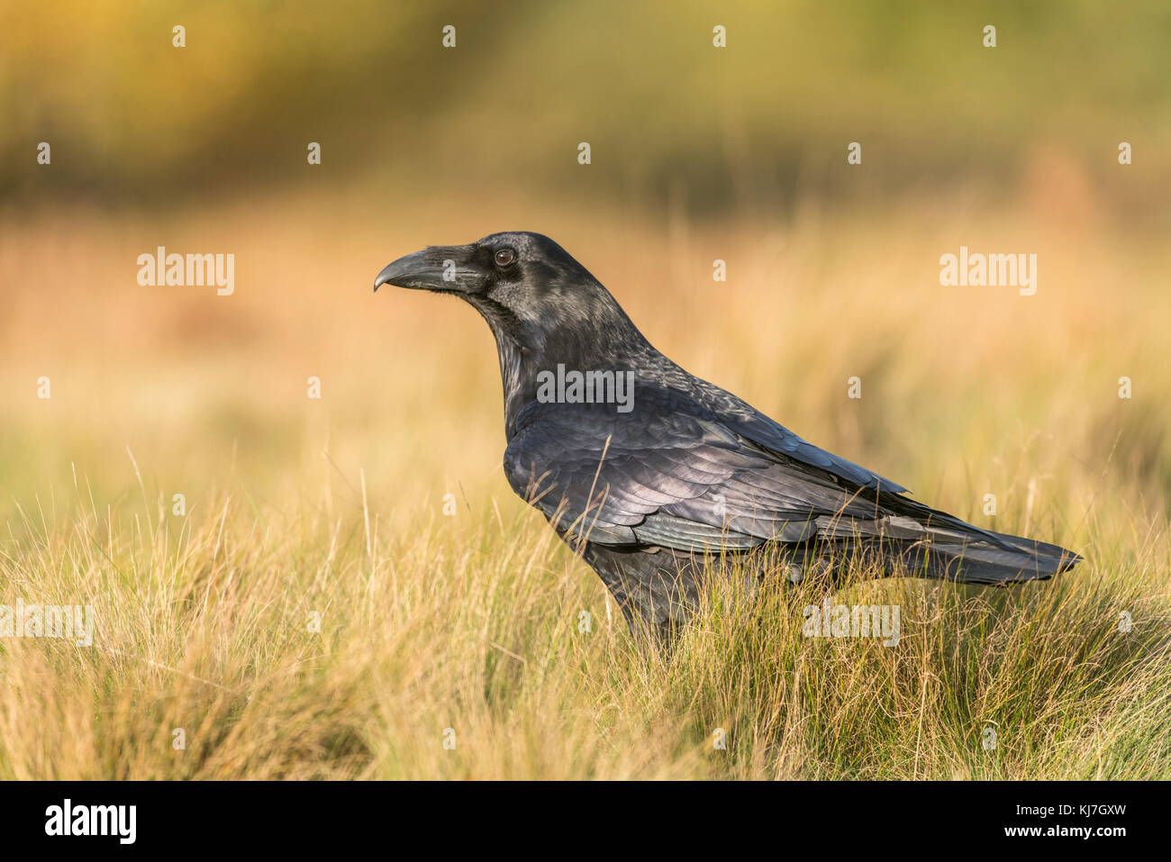 Raven, Corvus Corax, in späten herbstlichen Licht auf der Suche nach Nahrung auf rauen Gräser, diffuse goldenen Hintergrund, Querformat, Oxfordshire Stockfoto