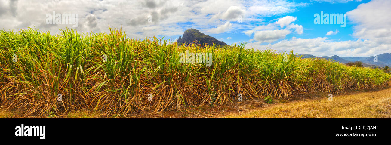 Schöne Landschaft. Ansicht einer Zuckerrohr und Berge. Mauritius Insel. panorama Stockfoto