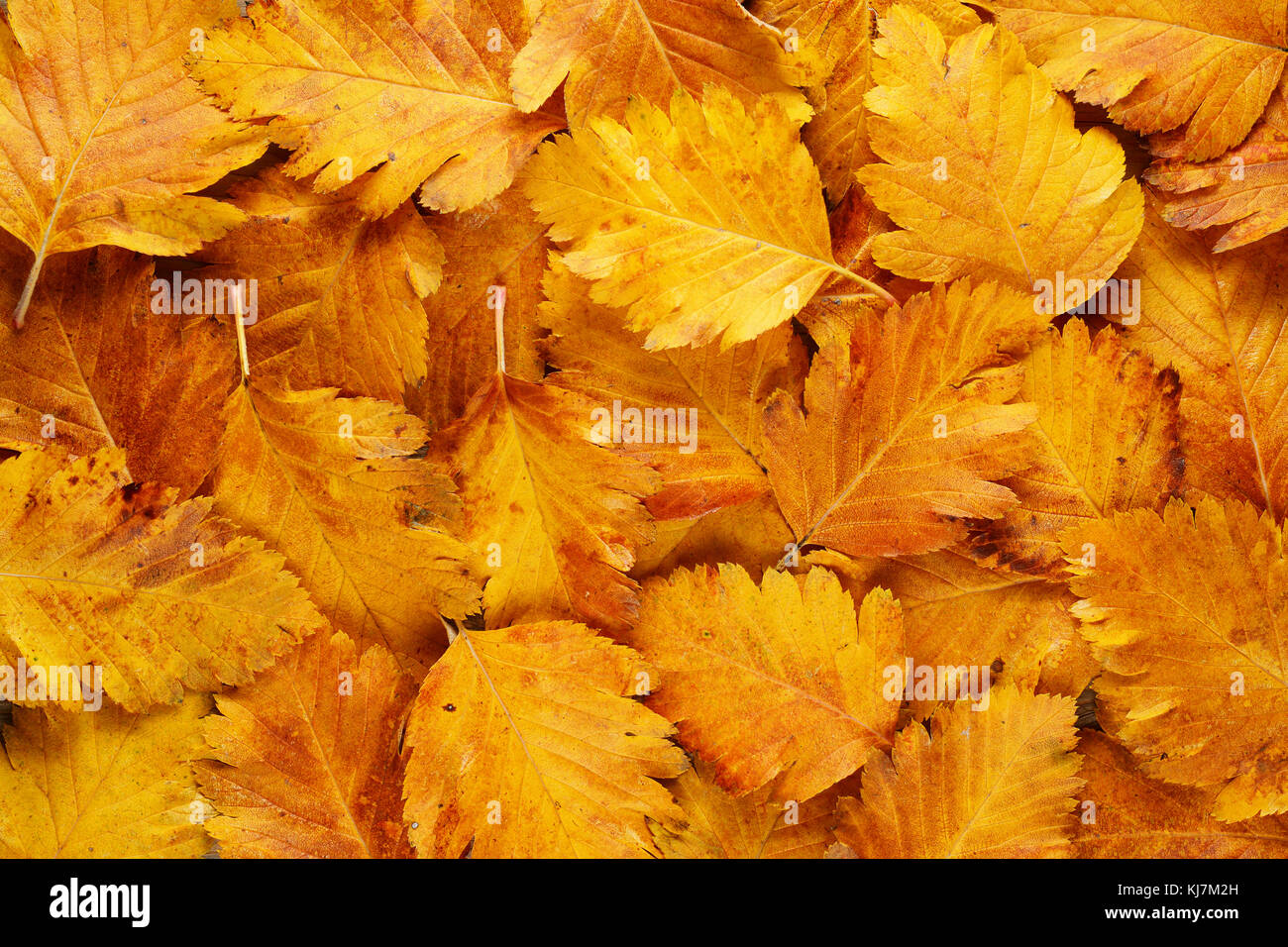 Hintergrund der Herbst Weißdornblätter Stockfoto