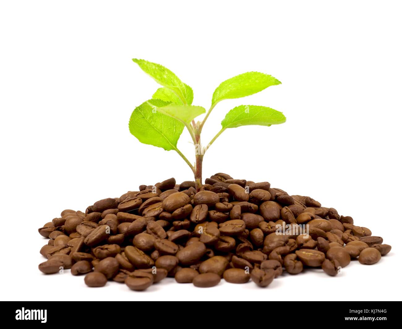 Grüne Pflanze wächst auf einem Kaffeebohnen vor einem weißen Hintergrund Stockfoto