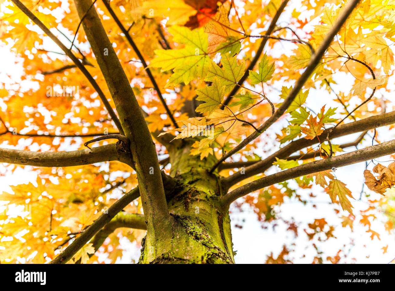Bunt belaubten Baum im Herbst, London, England, UK. Stockfoto
