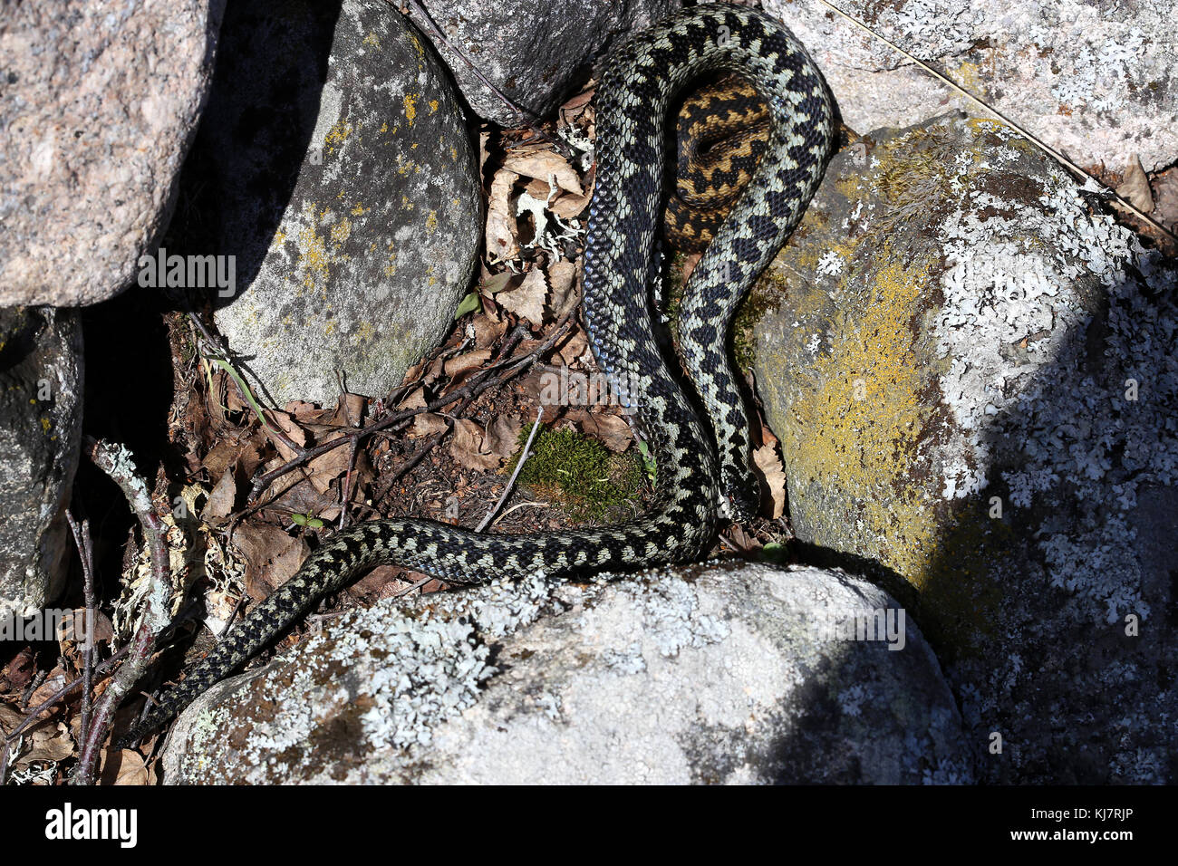 Die Kreuzotter, Vipera berus, die einzige Giftschlange in Großbritannien. Stockfoto