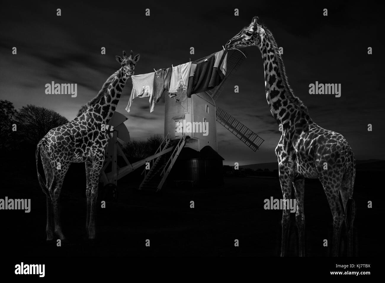 Jackie & jilly Giraffen hängen Sie Ihre Wäsche in der Nacht Stockfoto