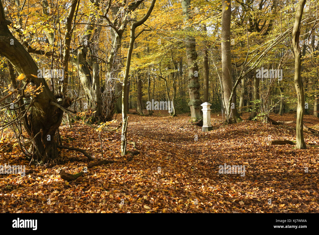 Ein Herbst Landschaft in broxbourne Wald mit Kohle Steuer post, die tief im Wald liegt. Stockfoto