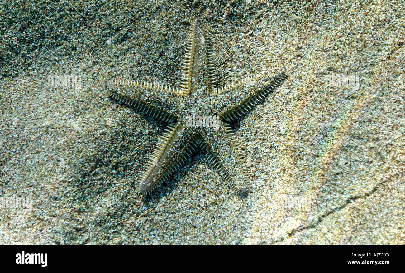 Seestern am Meeresgrund, Stegna, Archangelos, Rhodos, Dodekanes, Griechenland. Stockfoto