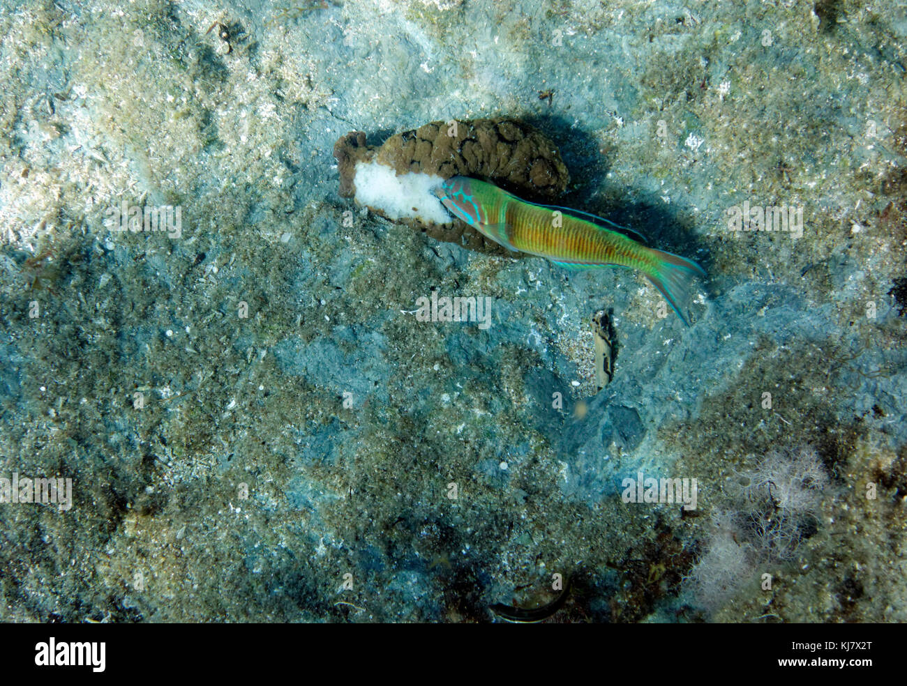 Reich verzierte Lippfische (Thalassoma pavo), Stegna, Rhodos, Griechenland. Stockfoto