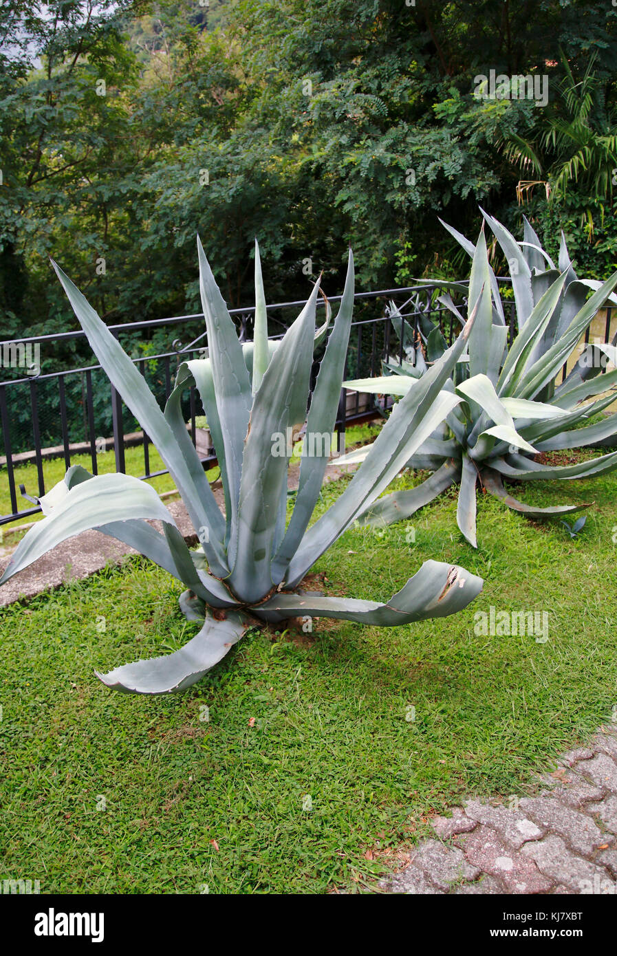 Agave Pflanze im Garten Stockfotografie Alamy
