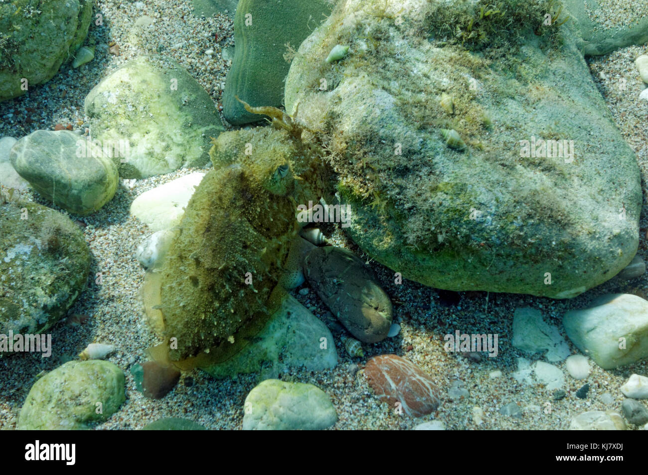 Gemeinsame Tintenfische (Sepia officinalis), Rhodos, Griechenland. Stockfoto