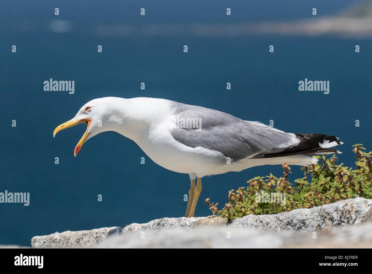 Western yellow-legged gull Larus michahellis nach stehend auf Barsch, Galizien, Spanien Stockfoto