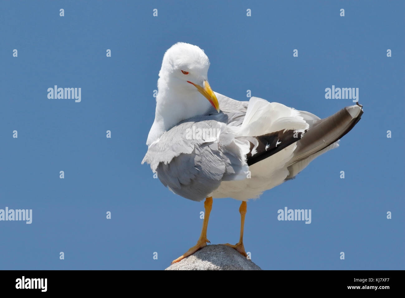 Western yellow-legged gull Larus michahellis nach stehend auf Barsch, Galizien, Spanien Stockfoto