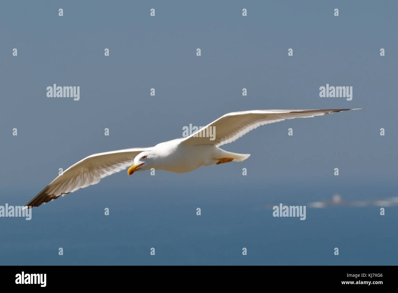 Western yellow-legged gull Larus michahellis nach stehend auf Barsch, Galizien, Spanien Stockfoto