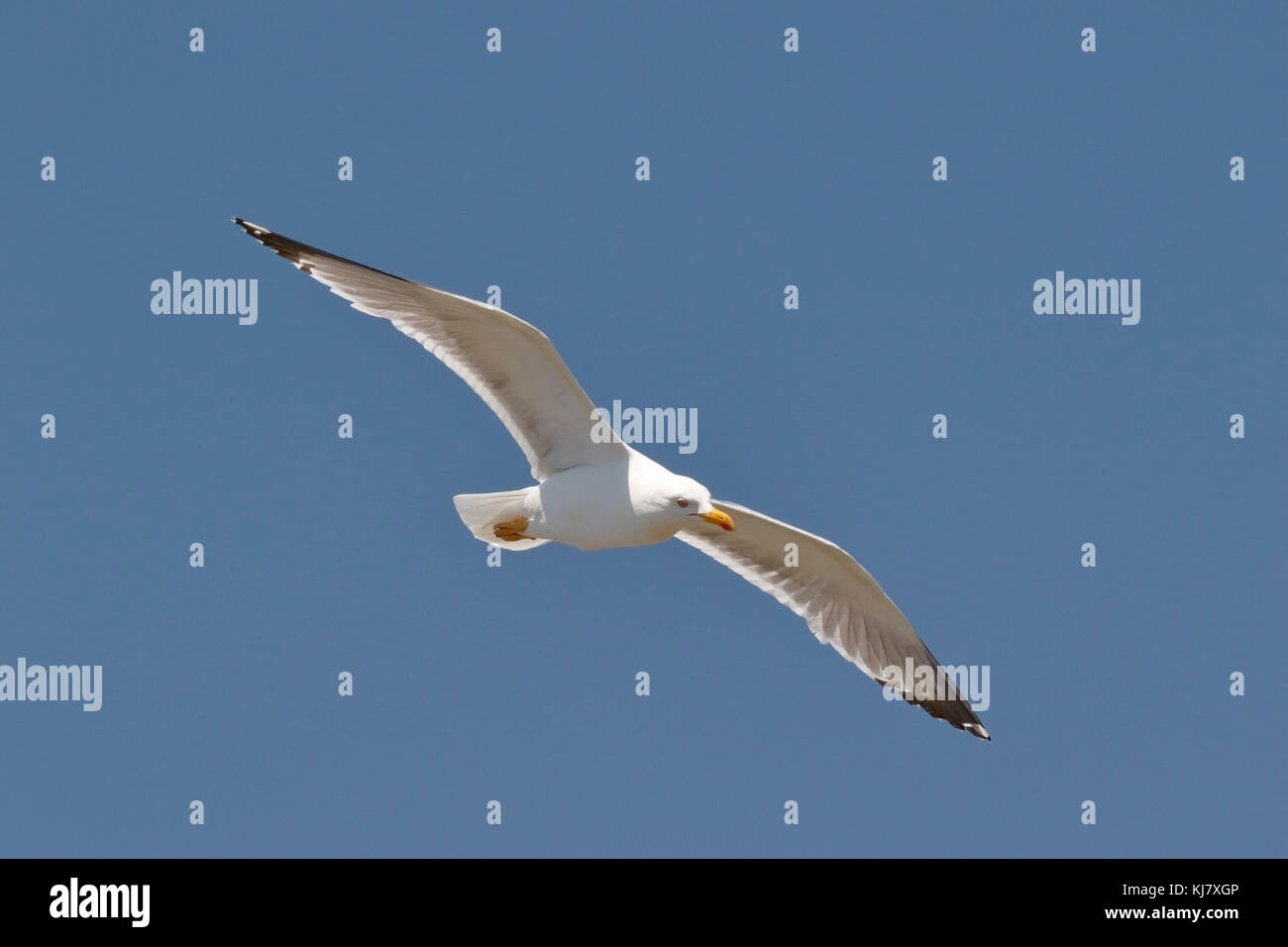 Western yellow-legged gull Larus michahellis nach stehend auf Barsch, Galizien, Spanien Stockfoto
