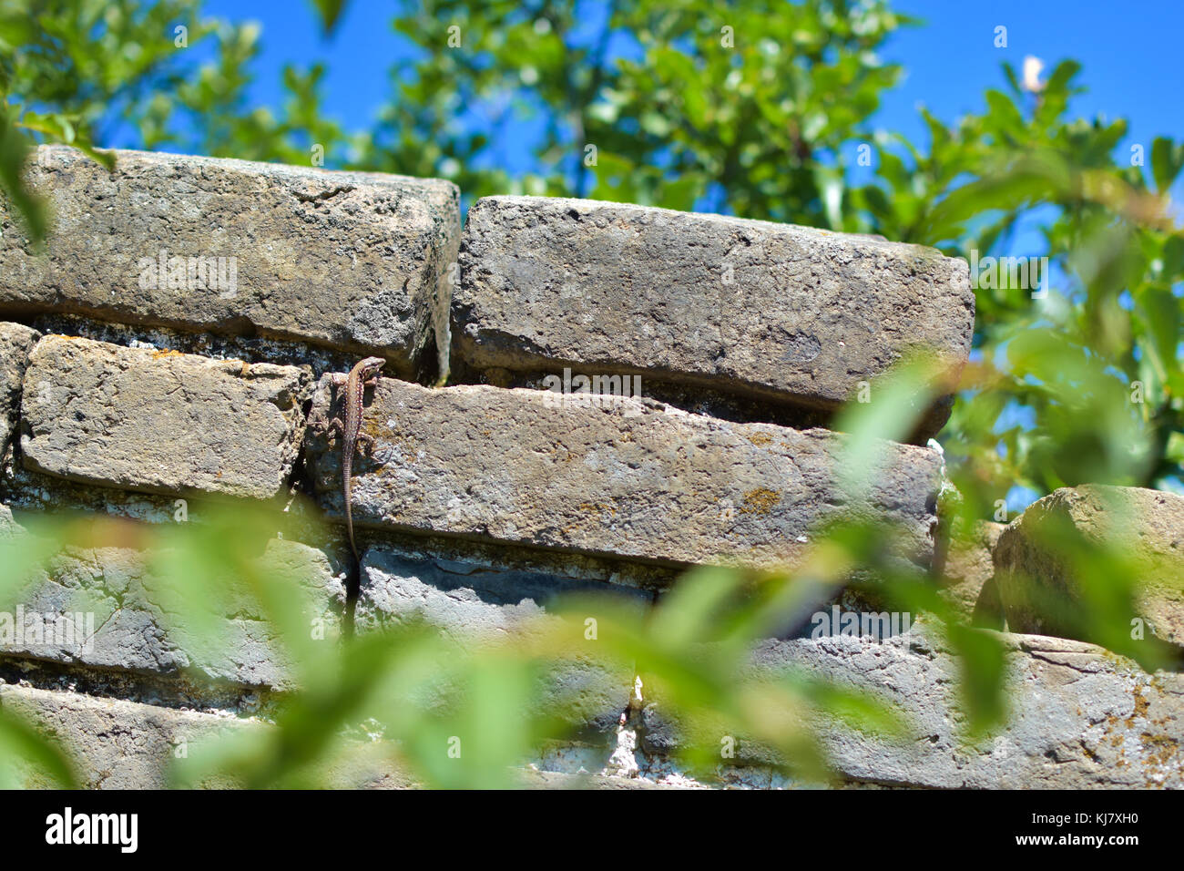 Ein gecko klettert auf der Großen Mauer von China, jiankou. Dieser Teil der Wand ist nicht gut gepflegt und es gibt viele Tiere zu sehen. Stockfoto