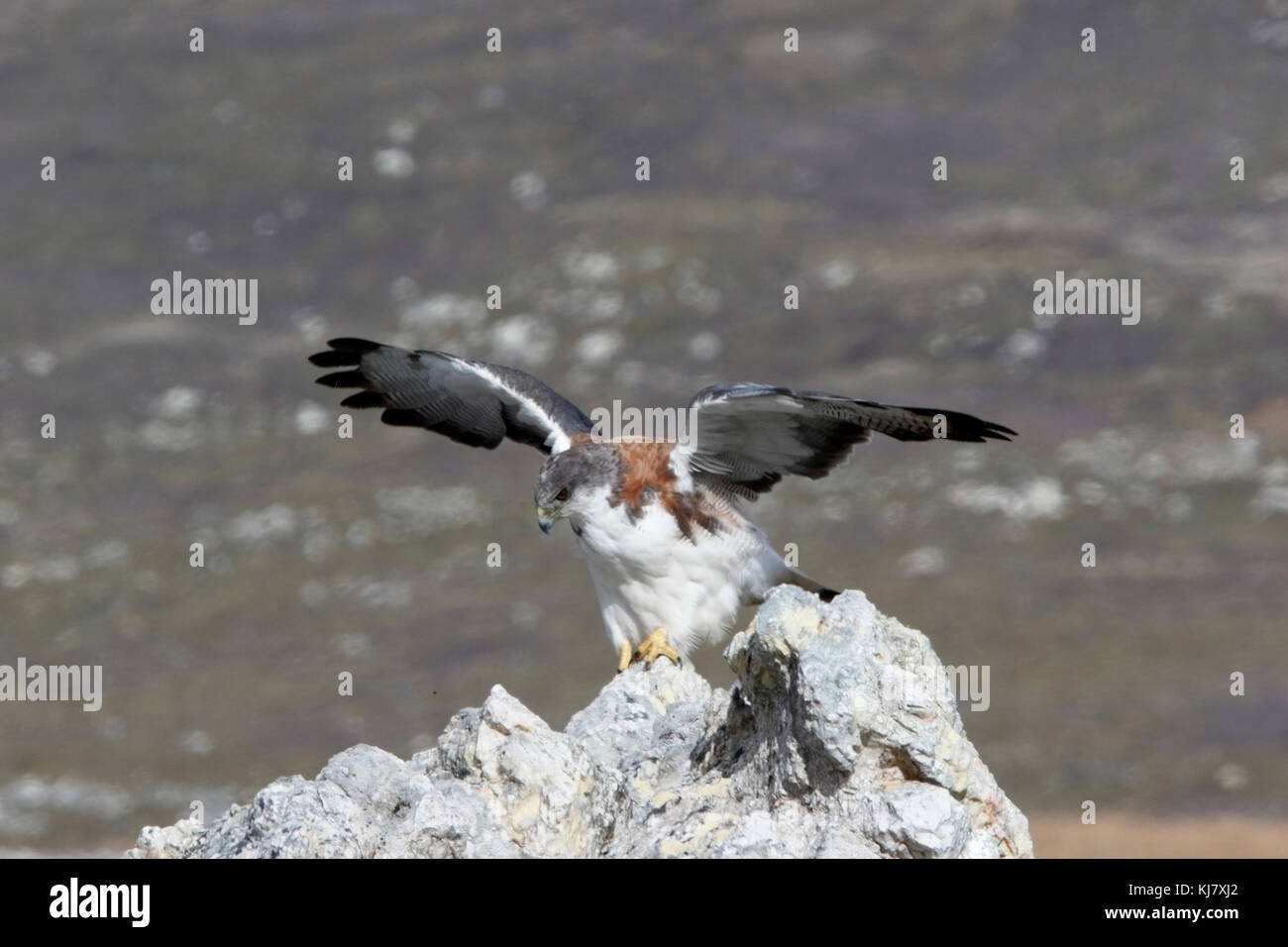 Variable hawk Geranoaetus polyosoma nach der Landung auf den Felsen in Falklandinseln Stockfoto