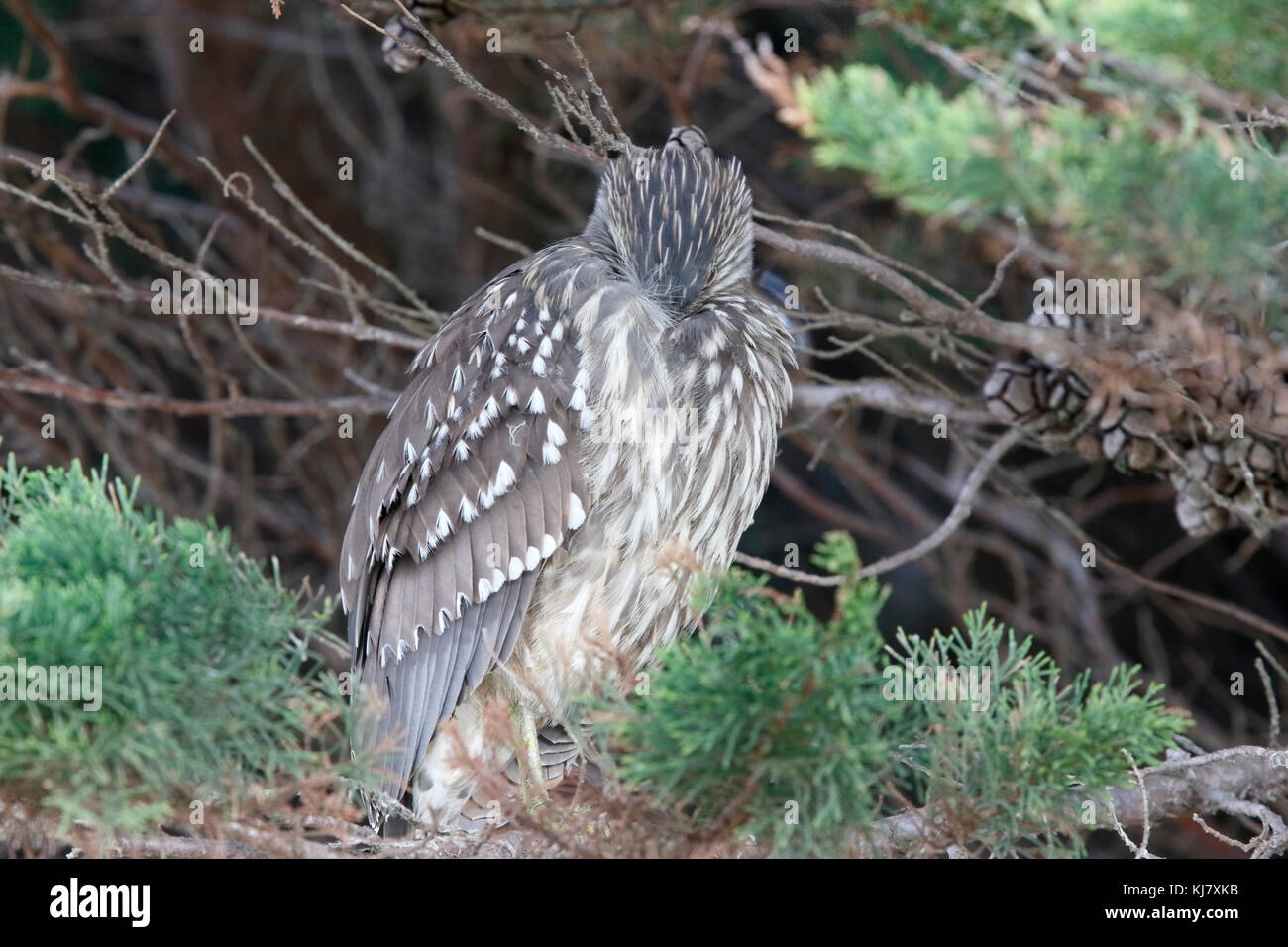 Schwarz - gekrönte Nachtreiher Nycticorax nycticorax Kinder in Pine Tree gehockt, Falkland Inseln Stockfoto