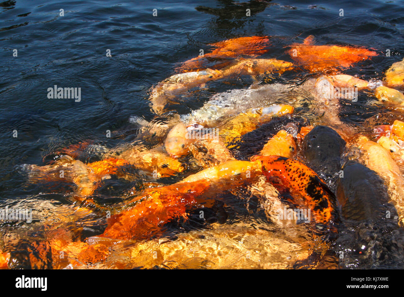 Wasserpalast von Tirta Gangga - Bali - Indonesien Stockfoto